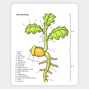 Oak Seedling Diagram Magnet